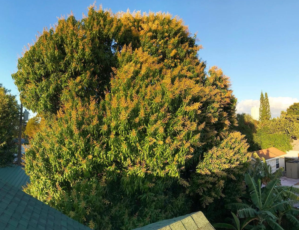 Mango Tree ‘Edward’