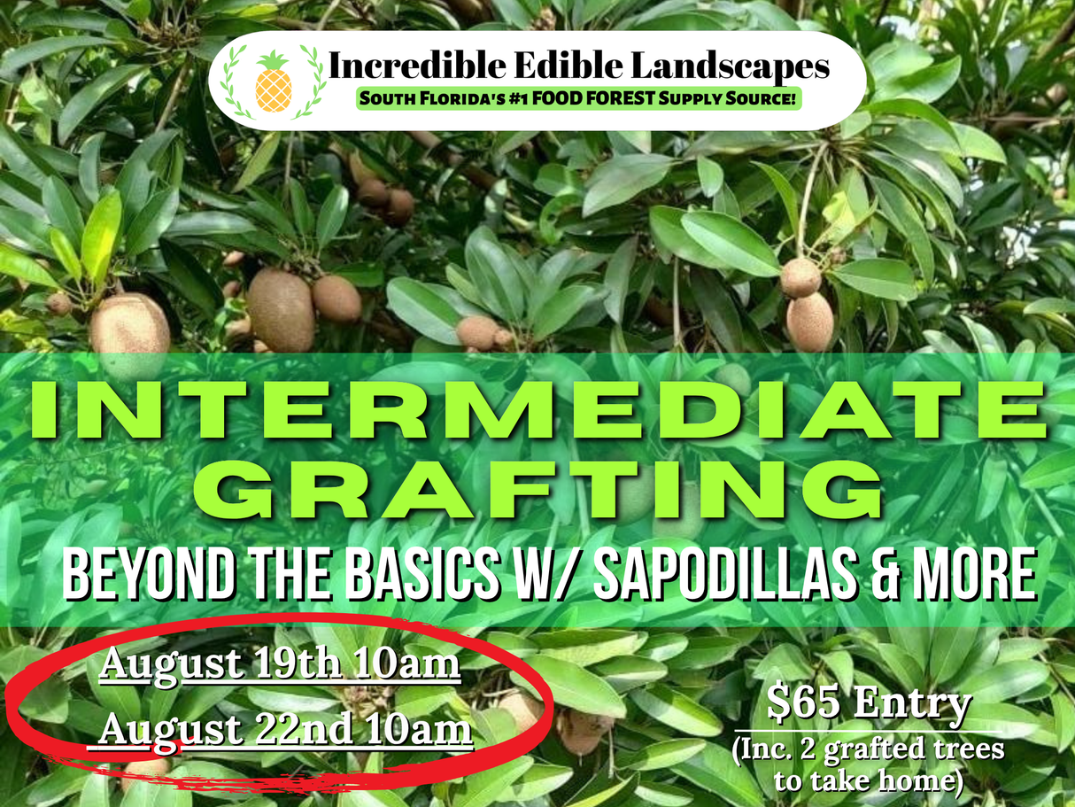 Intermediate Fruit Tree Grafting - Beyond the Basics w/ Sapodillas & More!