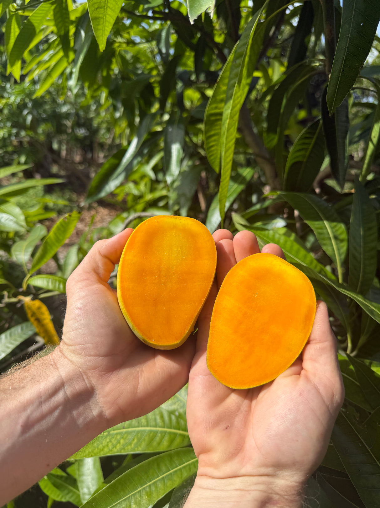 Mango Tree ‘Kesar’
