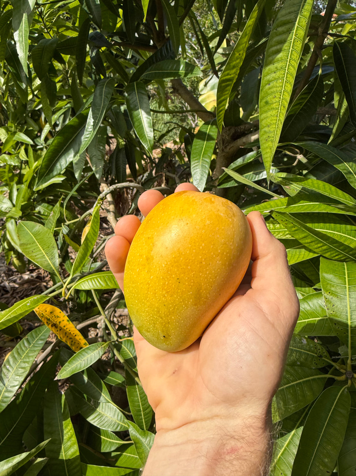 Mango Tree ‘Kesar’