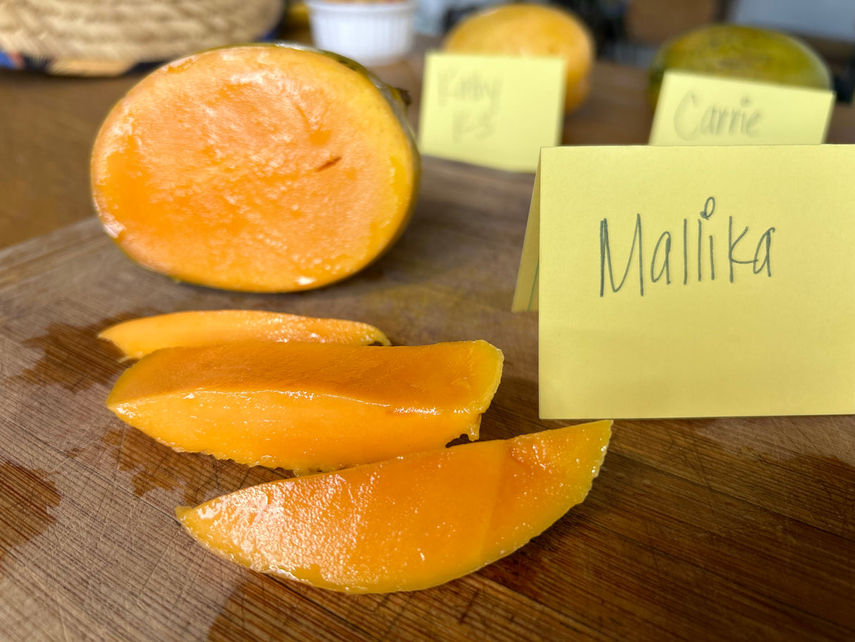 Mango Tree ‘Mallika’