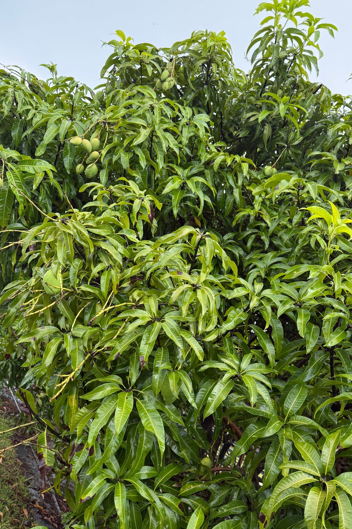 Mango Tree 'Carrie’