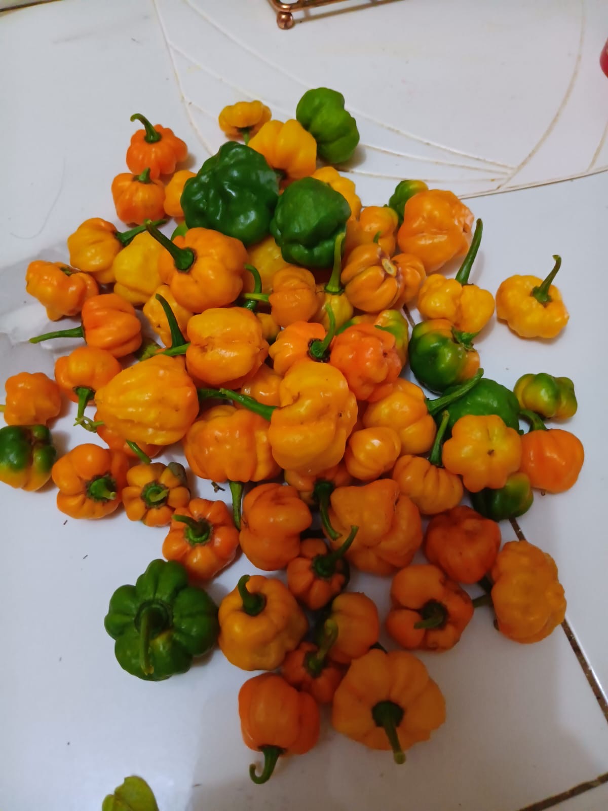Scotch Bonnet Pepper