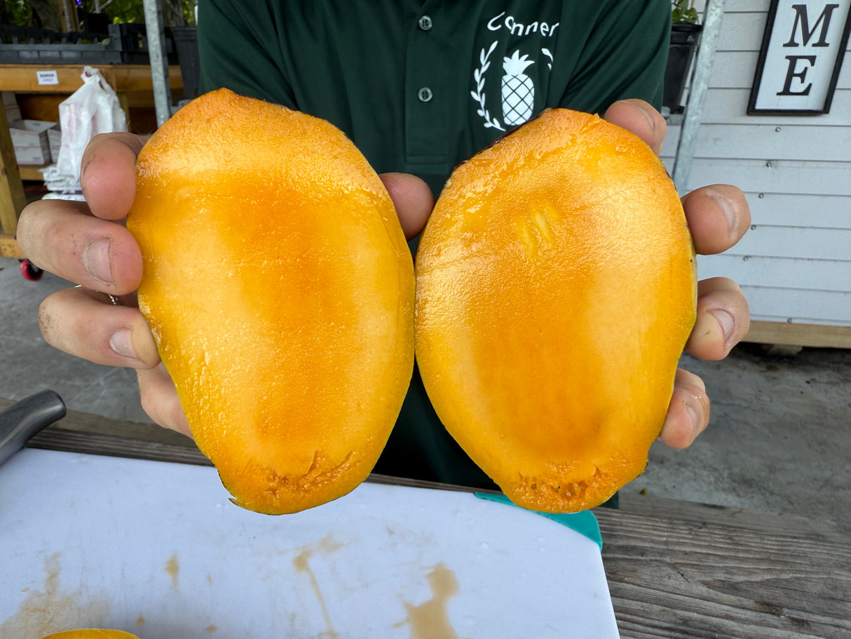 Mango Tree ‘Pina Colada’