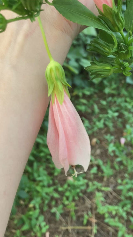 TurksCap-Pink-Flowers