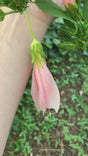 TurksCap-Pink-Flowers