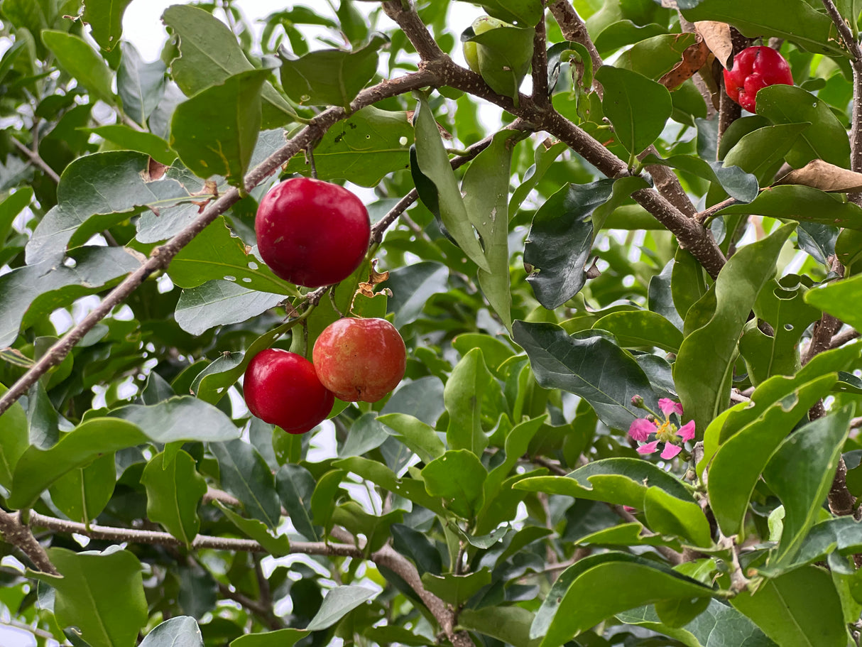 Barbados Cherry 'Florida Sweet'