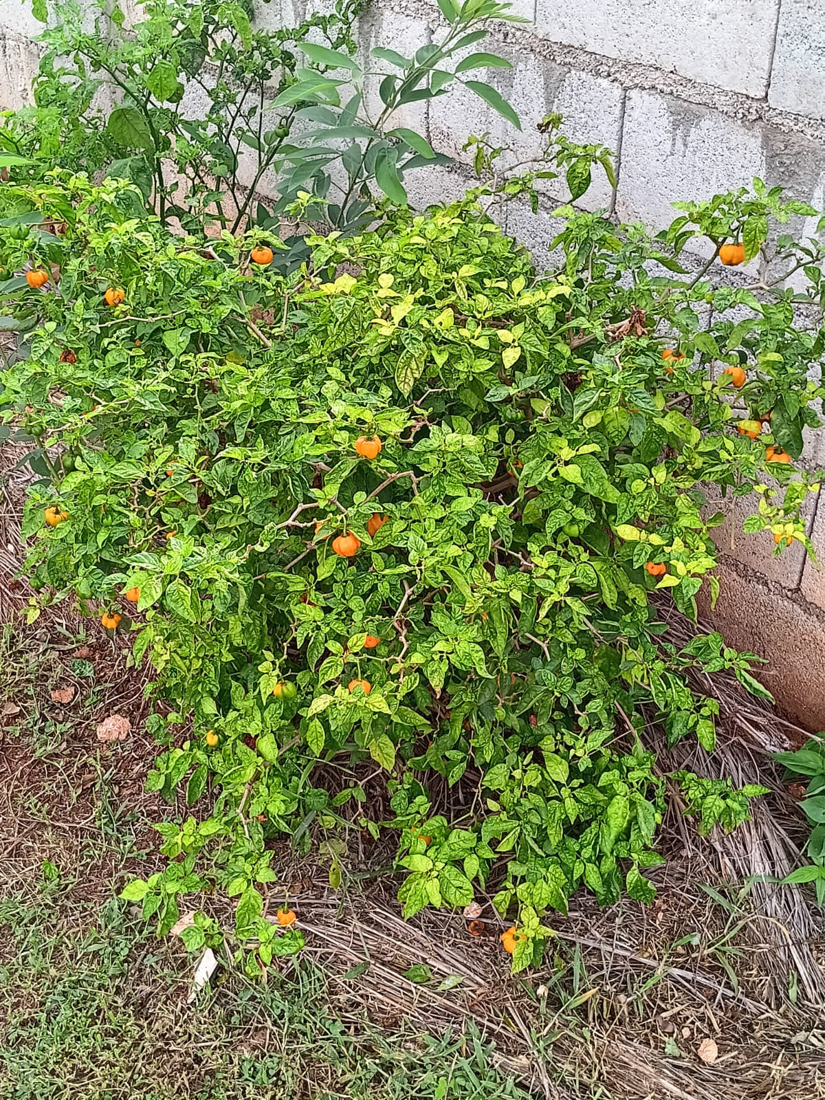 Scotch Bonnet Pepper