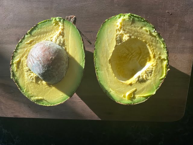 Avocado Tree 'Kampong'