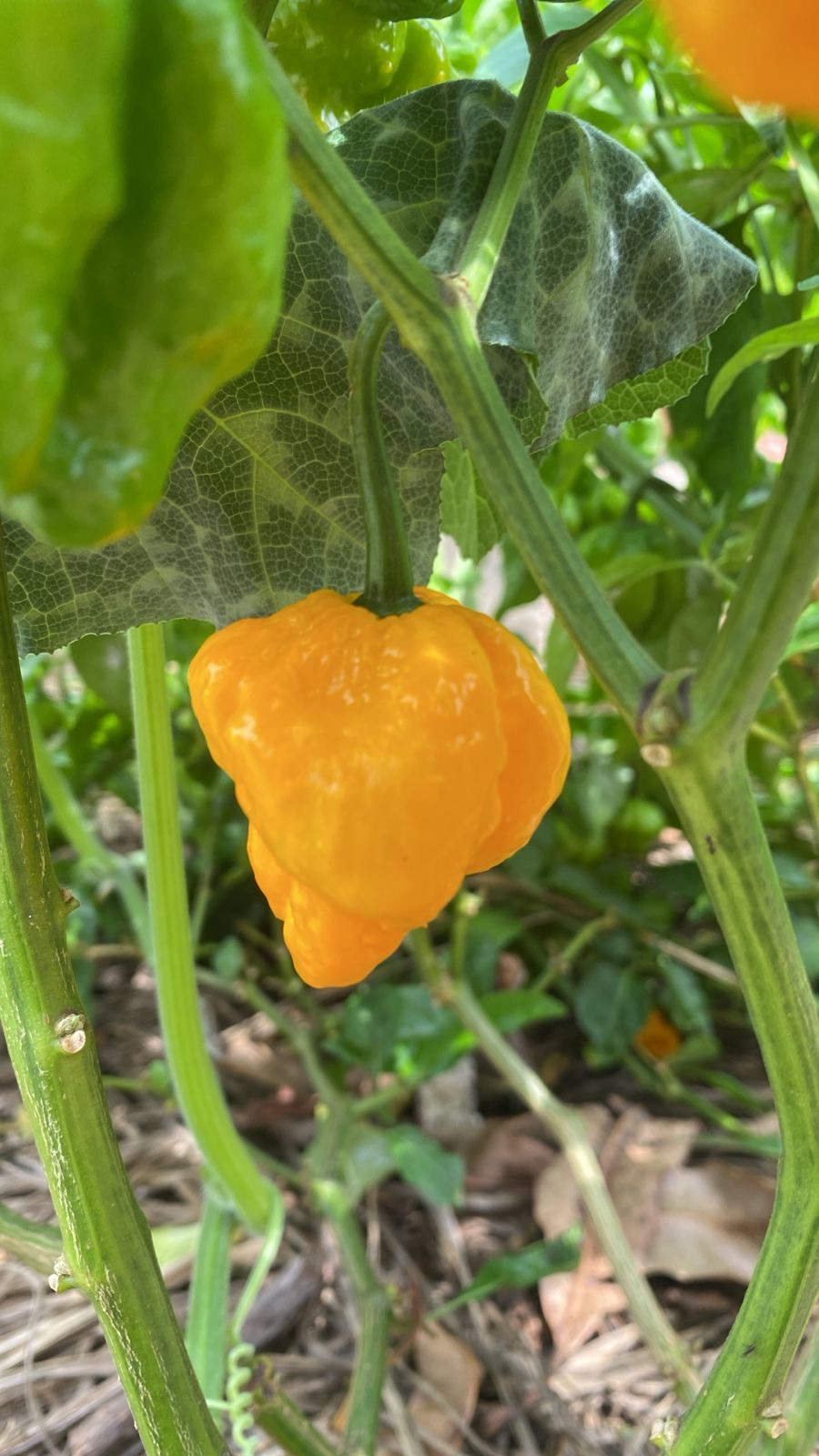 Pepper Plant - 6 inch pot