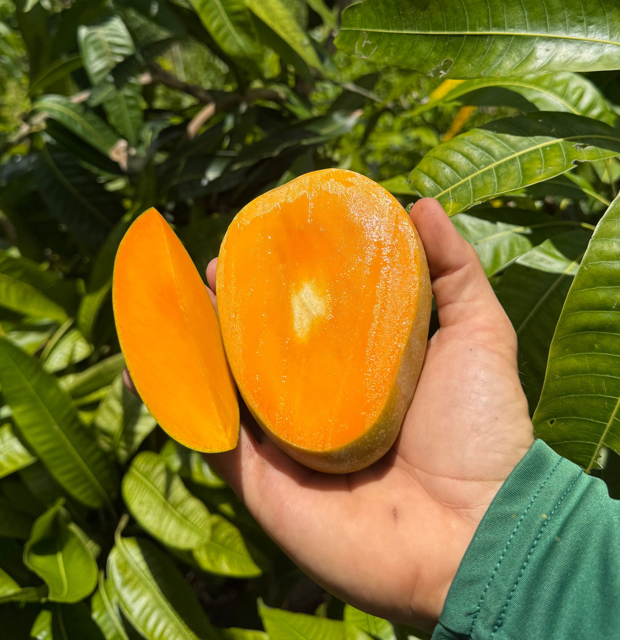 Mango Tree ‘Sweet Tart’