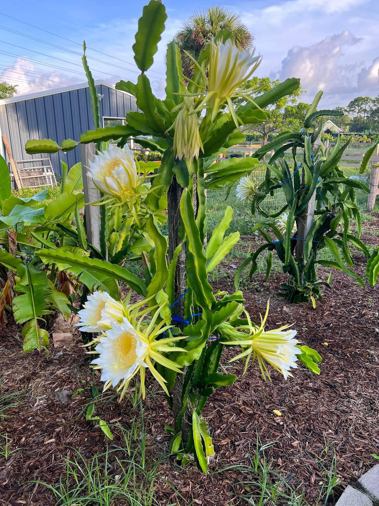 Dragonfruit 'Palora' (Yellow)