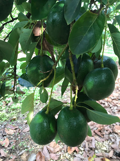 Avocado Tree 'Kampong'