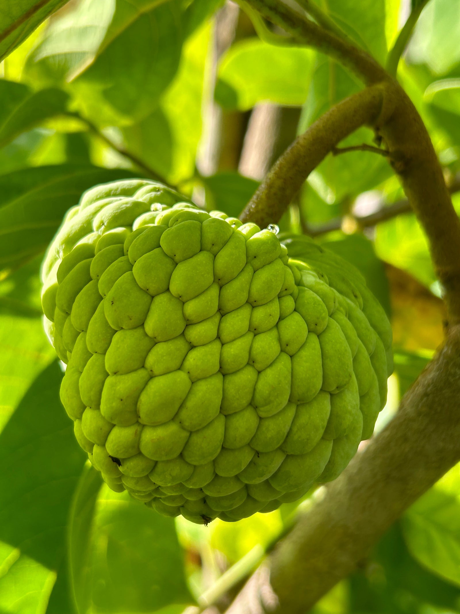 Meet the Atemoya -   The Tropical Fruit Tree You Didn’t Know You Needed