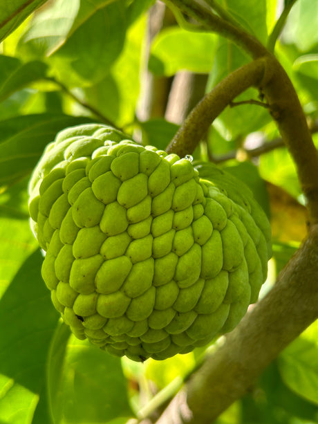 Meet the Atemoya -   The Tropical Fruit Tree You Didn’t Know You Needed