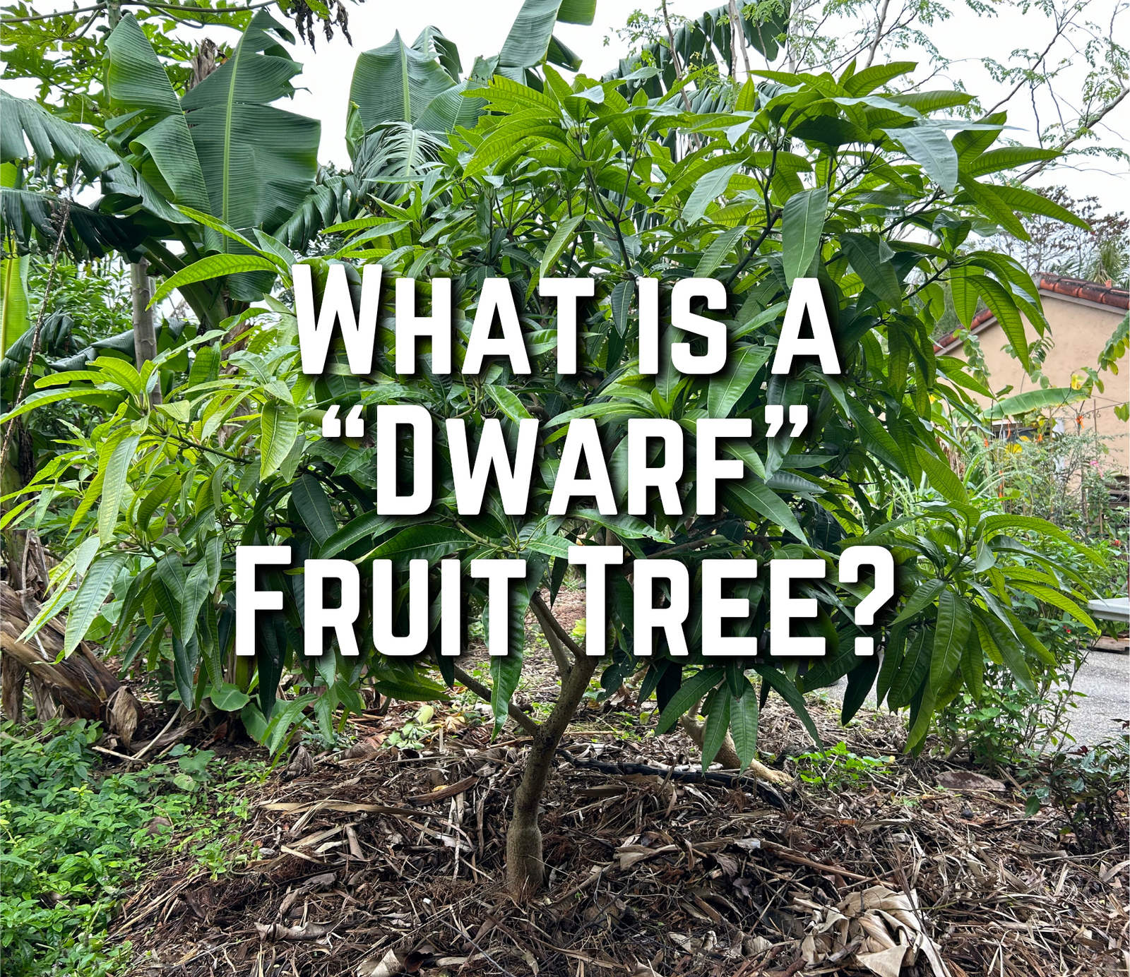 What is a "Dwarf" Fruit Tree?