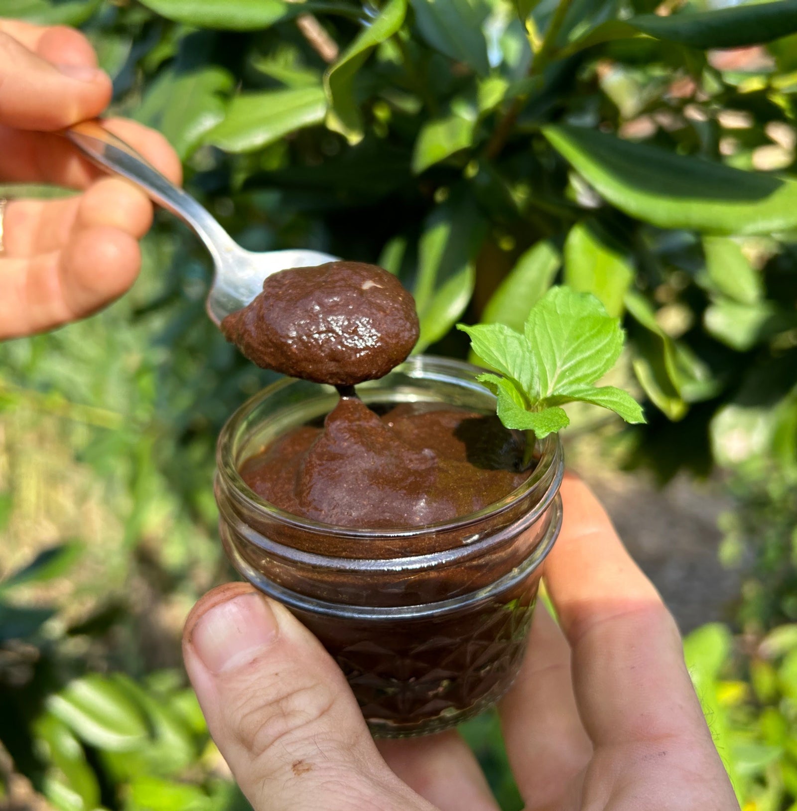 Winter is Black Sapote Season!