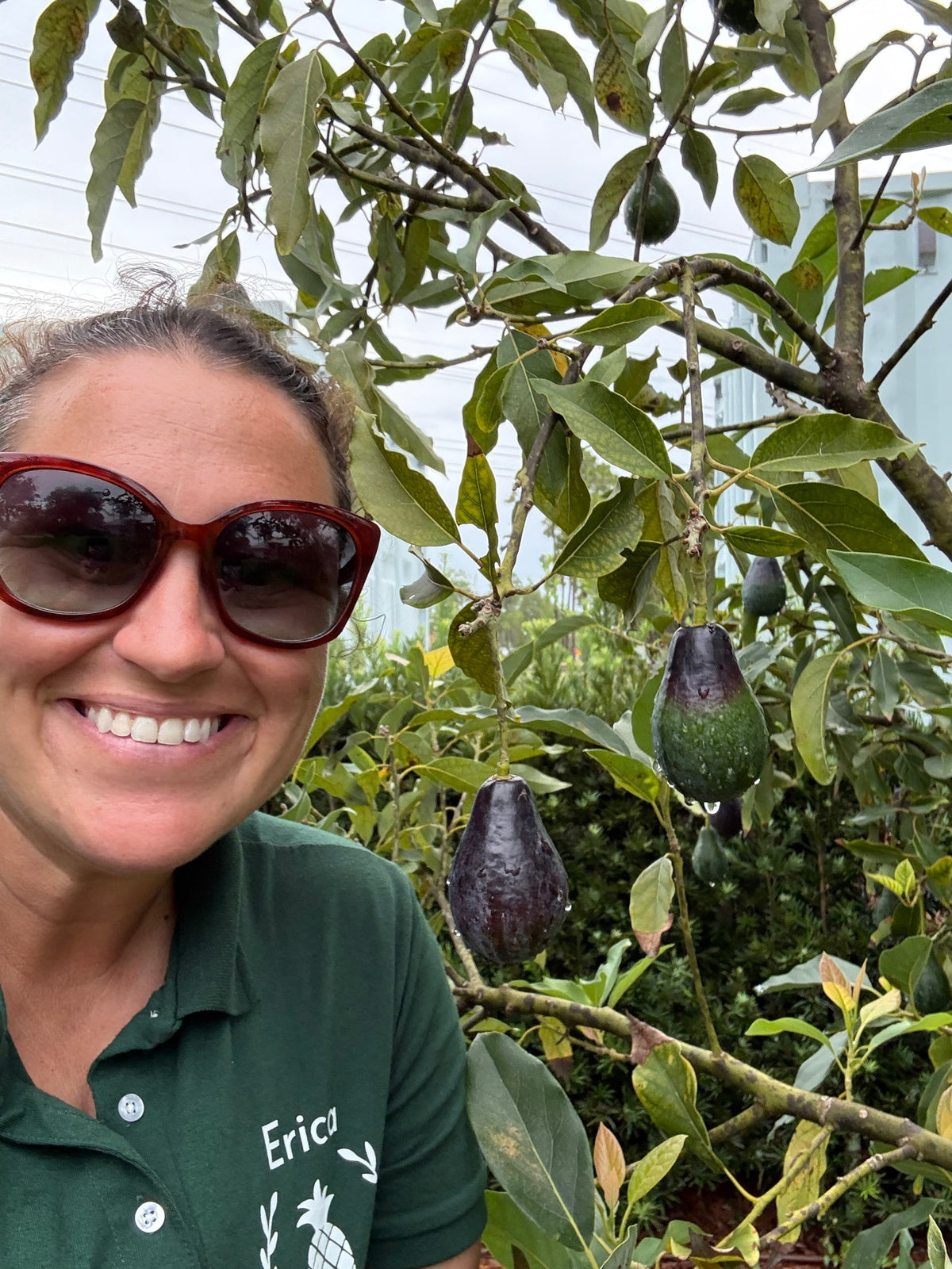 How to Grow Avocados (Almost) Year-Round in South Florida