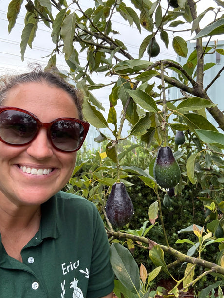 How to Grow Avocados (Almost) Year-Round in South Florida