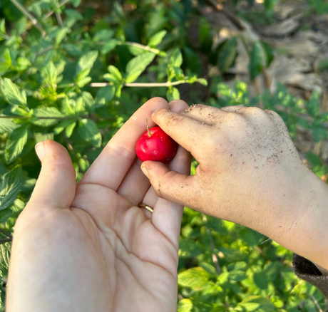 Fall Cherry Harvest: Barbados Cherry!🍒