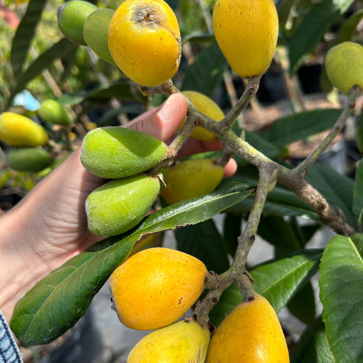 Loquat Trees in South Florida: An Ode to an Underrated Fruit Tree ...