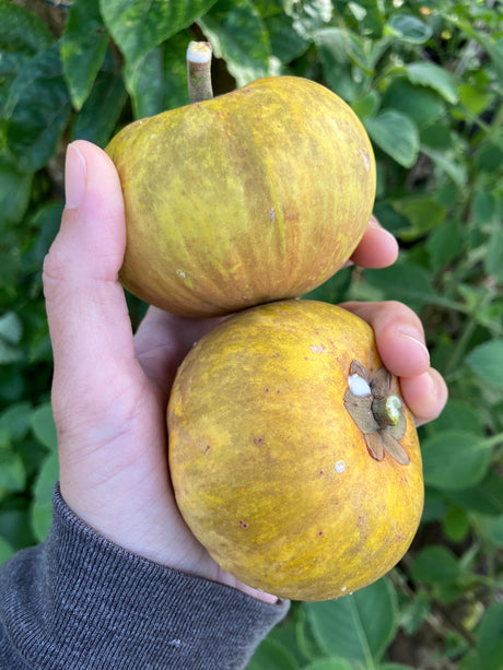 Ross Sapote: A Familiar Mystery