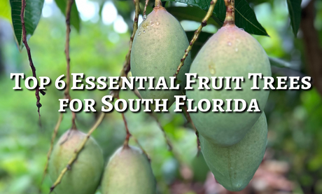 Top 6 Essential Fruit Trees for South Florida