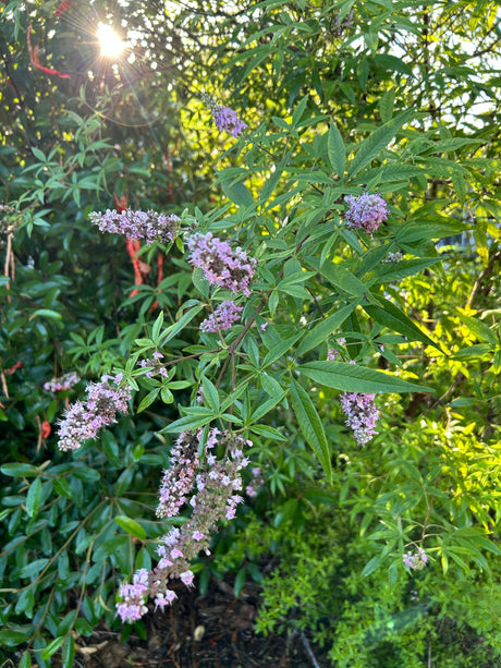 Vitex, the gateway herb that changed my life.