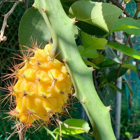 Dragonfruit - A Gardener's Delight that Thrives on Neglect