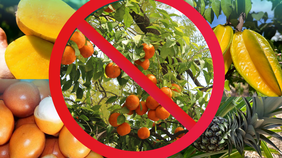 I tried to grow citrus in South Florida for years - here's why I finally stopped.