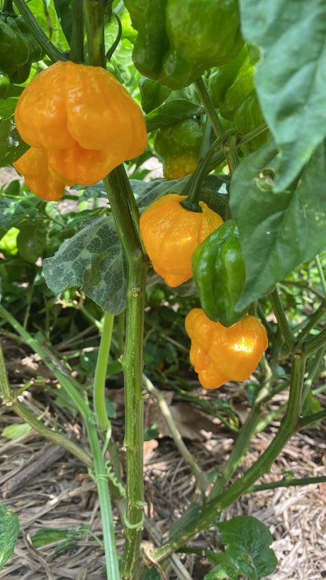 Grow Scotch Bonnet Peppers and Make Authentic Jamaican Jerk Sauce at Home
