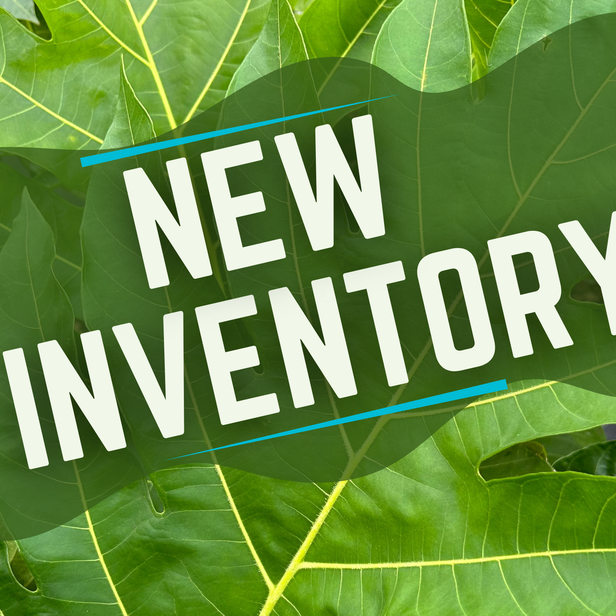 New Inventory – Incredible Edible Landscapes