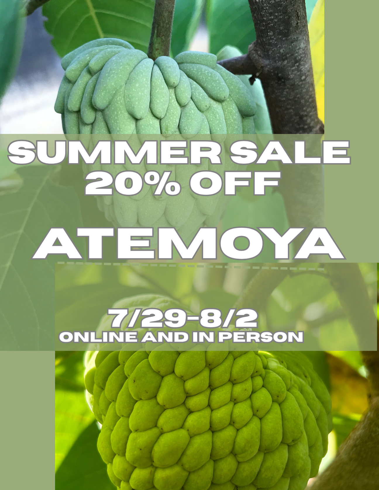 Atemoya