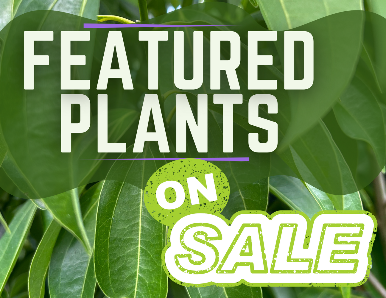 Featured Plants