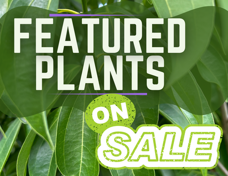 Featured Plants
