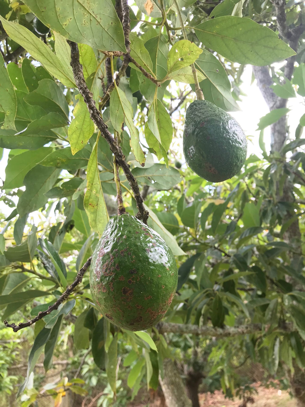 Avocado