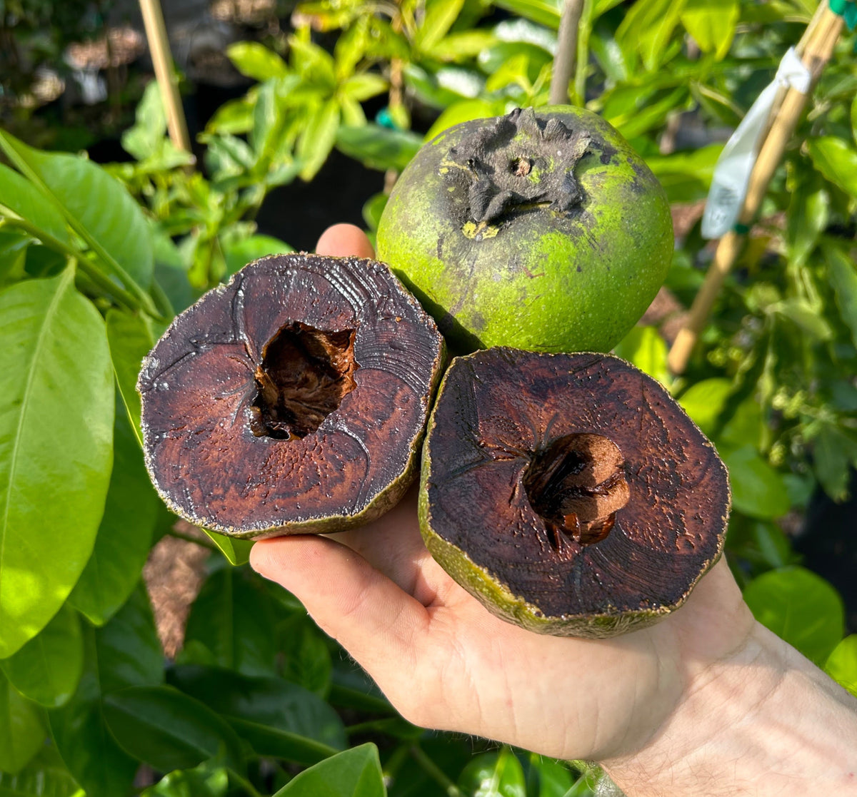 Sapote – Incredible Edible Landscapes