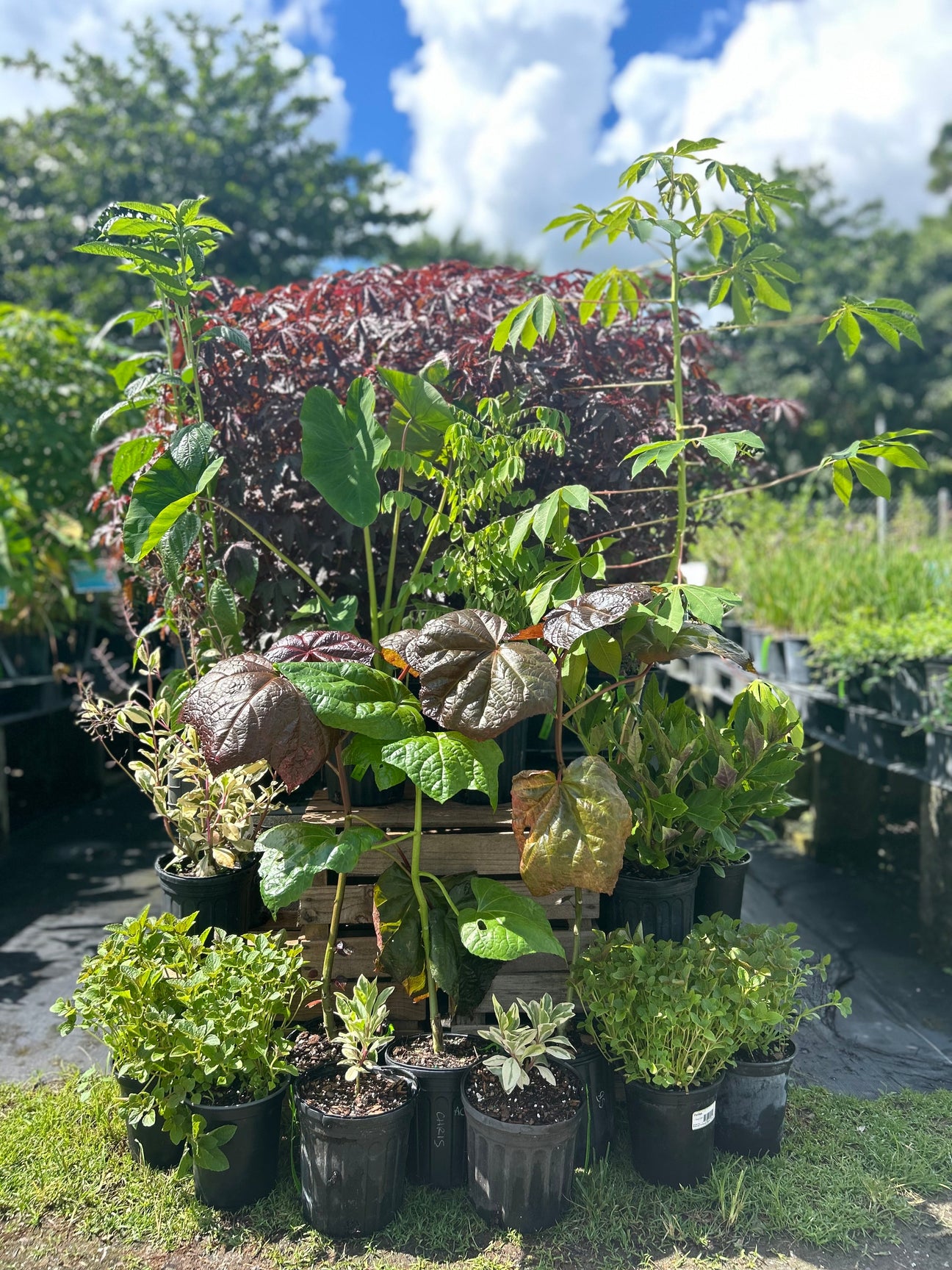 Heat Tolerant Greens, Herbs, and Veggies