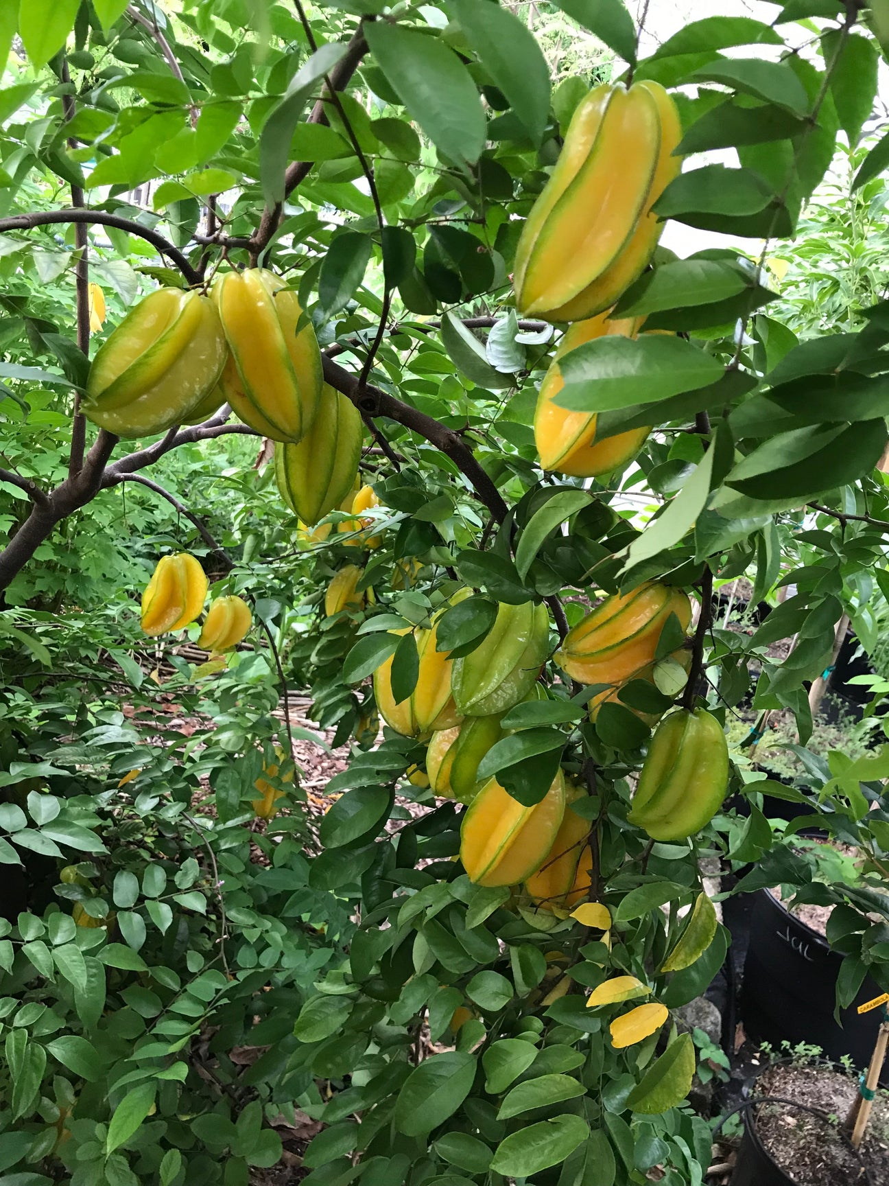 Carambola