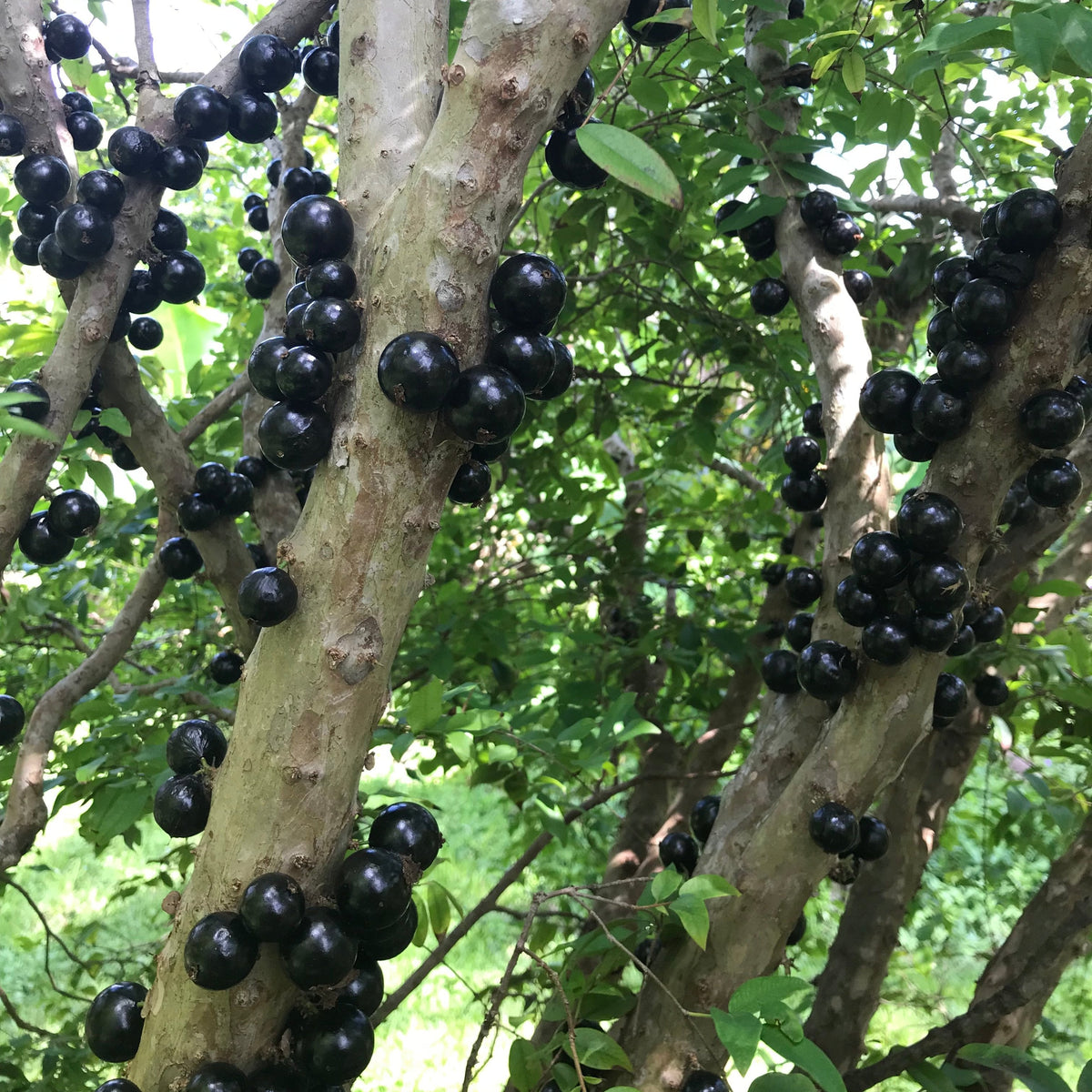 Jaboticaba – Incredible Edible Landscapes