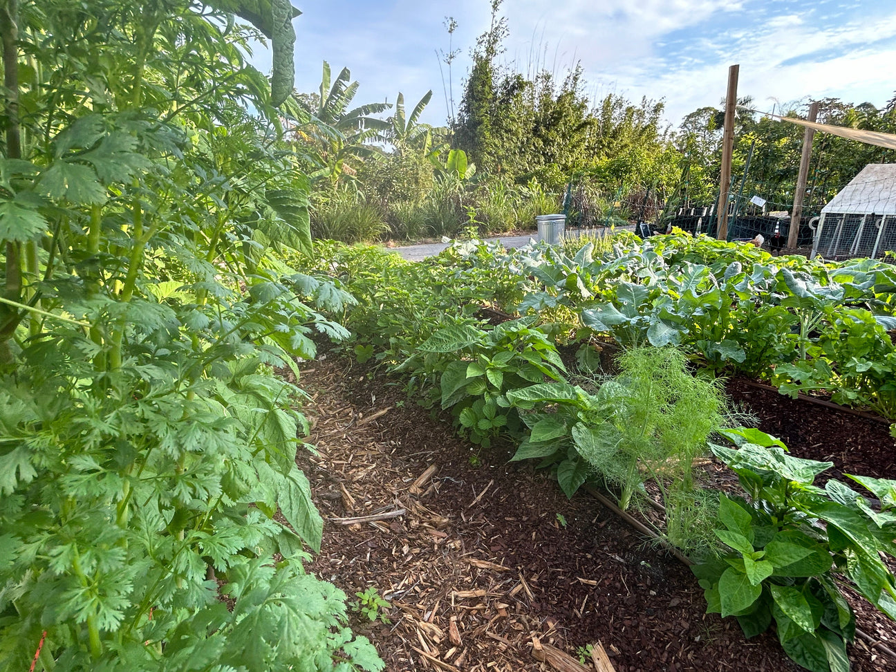 Veggie Gardening 101 Class Series - Fall 2026