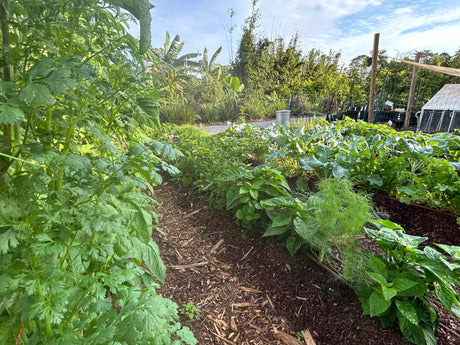 Veggie Gardening 101 Class Series - Fall 2026