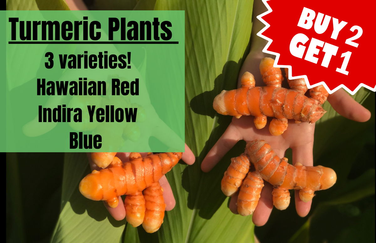 Turmeric