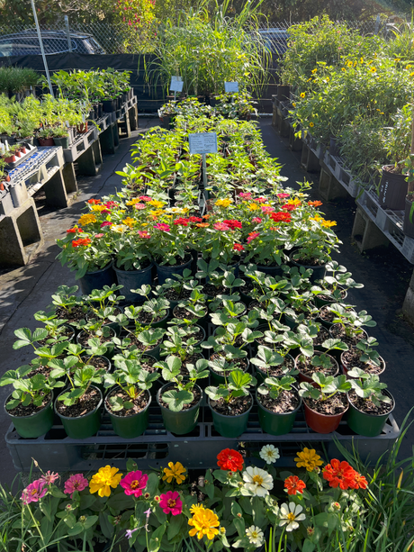 Organically Grown Vegetable Starts