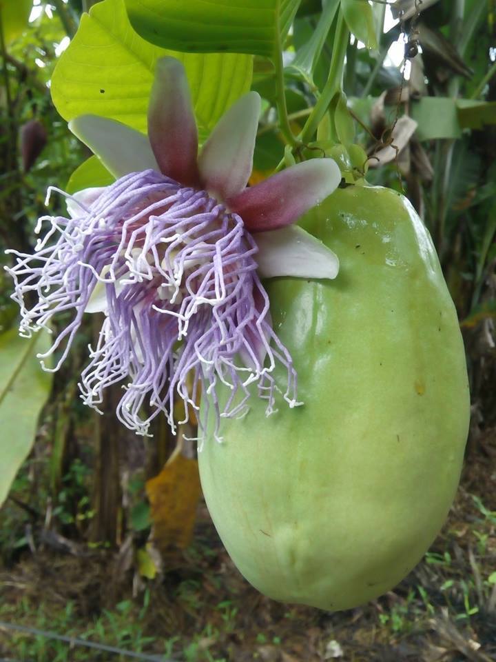 Passionfruit Vine 'Giant Granadilla'