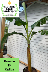 Banana Plant 'Dwarf Brazilian'