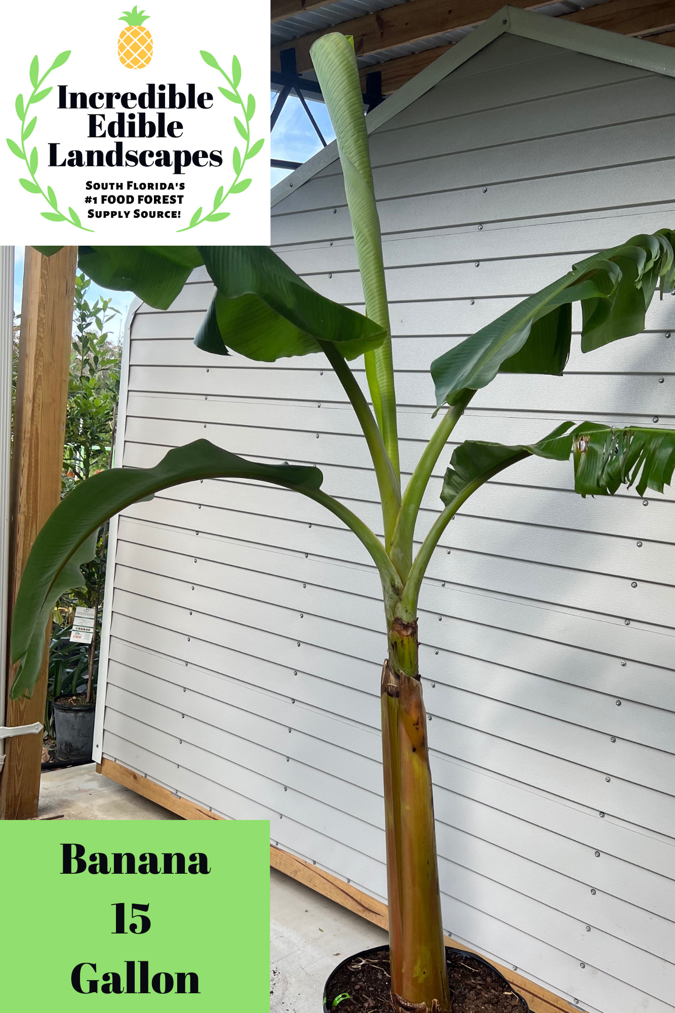 Banana Plant 'Tall Namwa' – Incredible Edible Landscapes