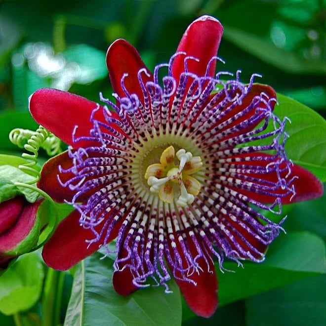 Passionfruit Vine 'Giant Granadilla'