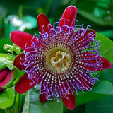 Passionfruit Vine 'Giant Granadilla'