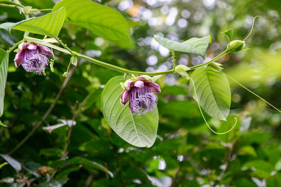 Passionfruit Vine 'Giant Granadilla'